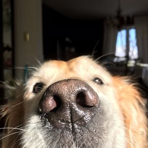 Meet your Posher, Fallon